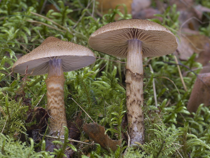 Cortinarius pholideus